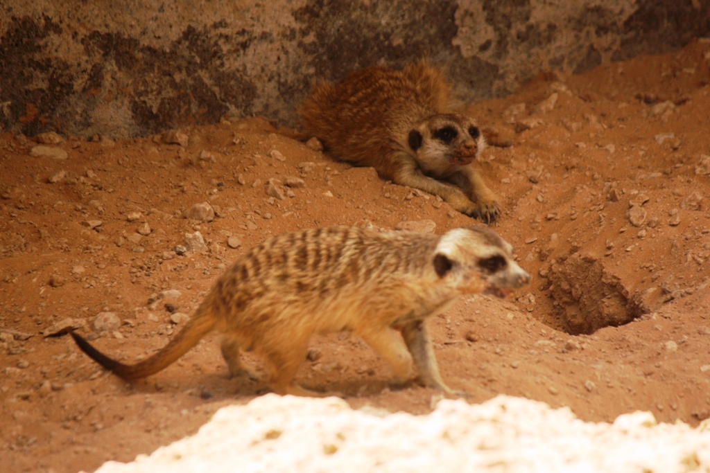 Meerkat, Al Ain Zoo, Abu Dhabi, United Arab Emirates