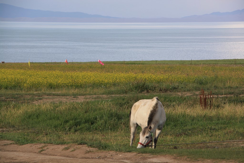 Qinghai Lake, Qinghai Province, China