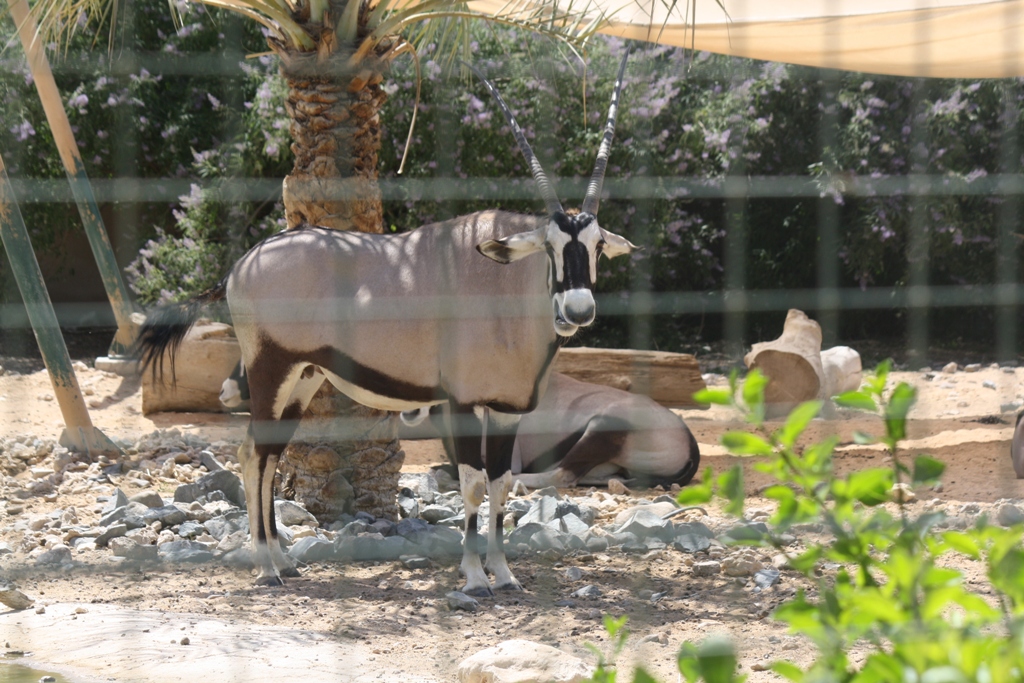 Gemsbok, Al Ain Zoo, Abu Dhabi, United Arab Emirates