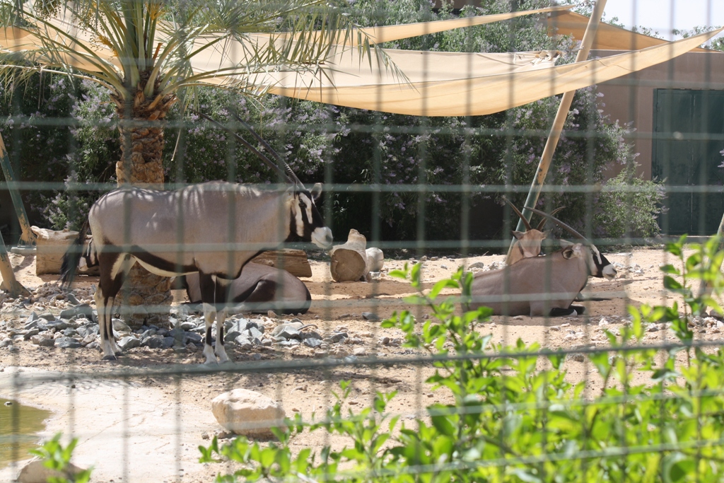 Gemsbok, Al Ain Zoo, Abu Dhabi, United Arab Emirates