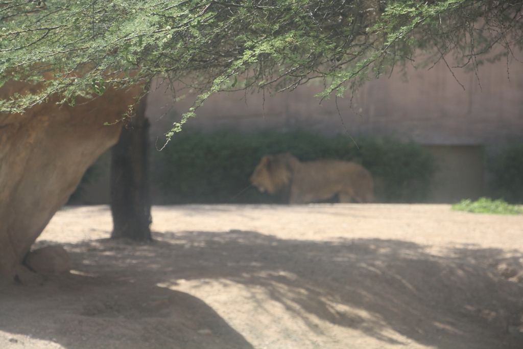 Al Ain Zoo, Abu Dhabi, United Arab Emirates