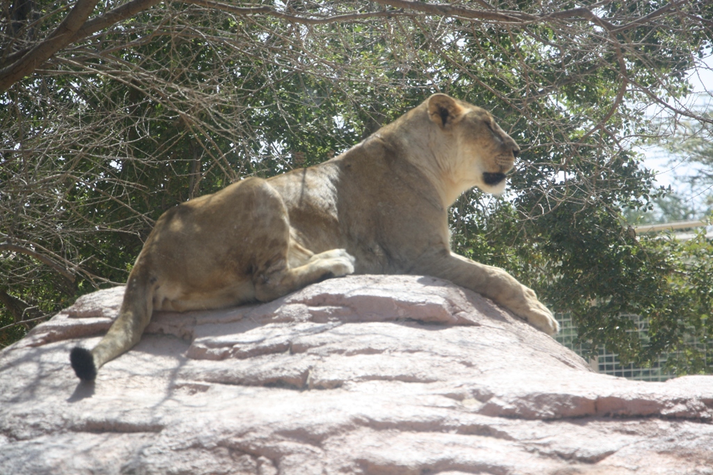 Al Ain Zoo, Abu Dhabi, United Arab Emirates