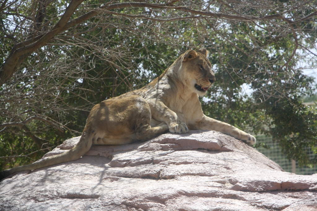 Al Ain Zoo, Abu Dhabi, United Arab Emirates