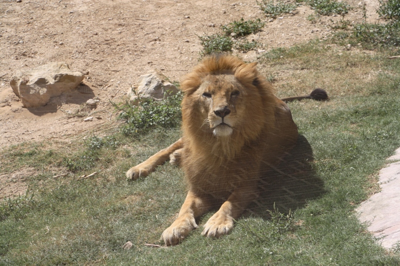 Al Ain Zoo, Abu Dhabi, United Arab Emirates