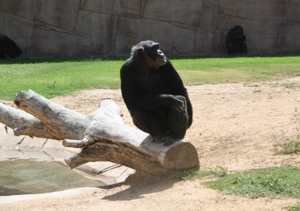 Chimpanzee, Al Ain Zoo, Abu Dhabi, United Arab Emirates
