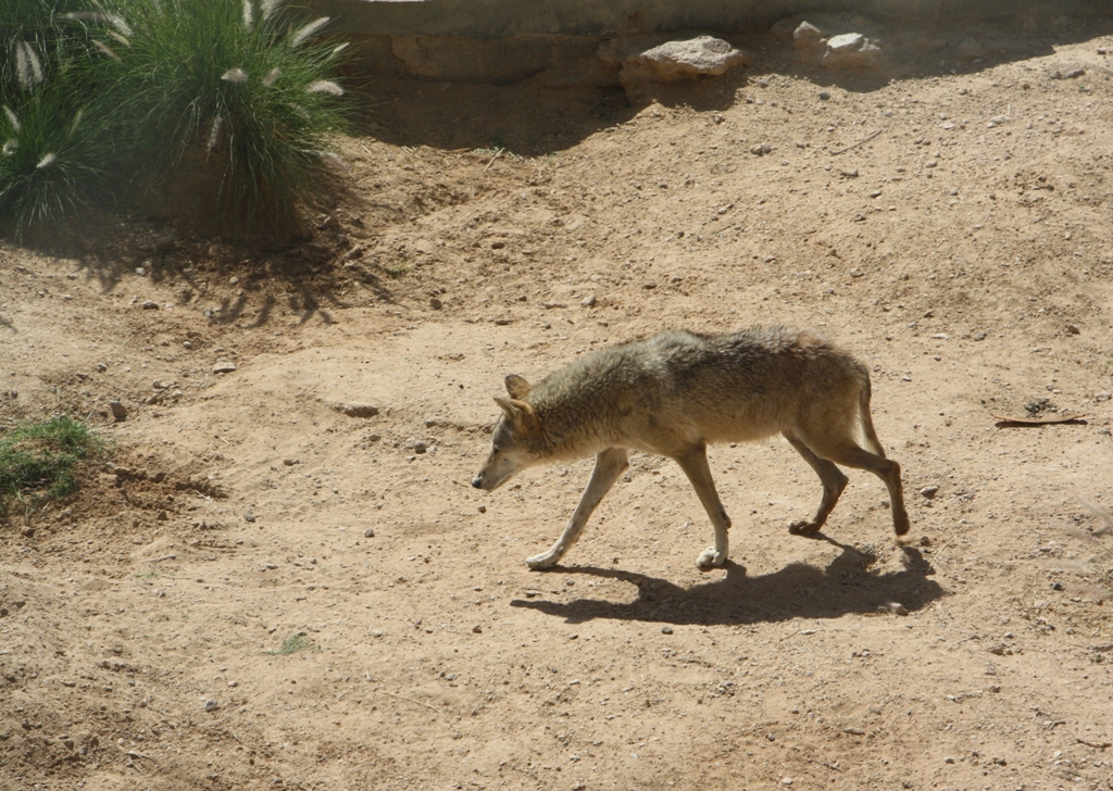 Arabian Wolf, Al Ain Zoo, Abu Dhabi, United Arab Emirates