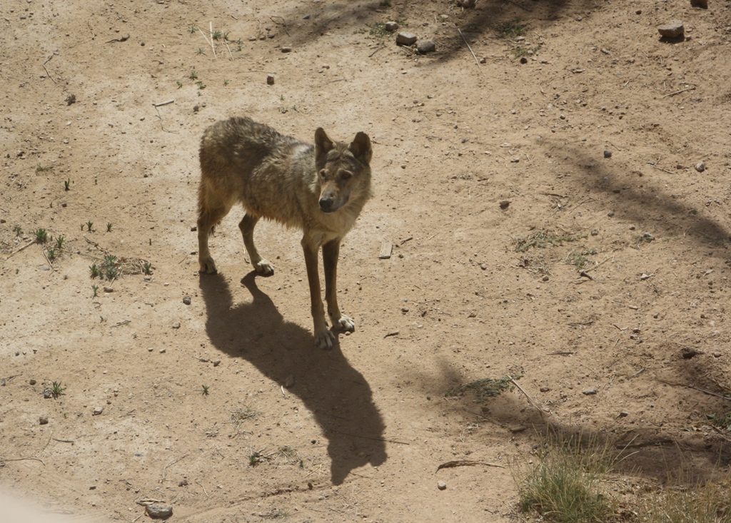 Arabian Wolf, Al Ain Zoo, Abu Dhabi, United Arab Emirates