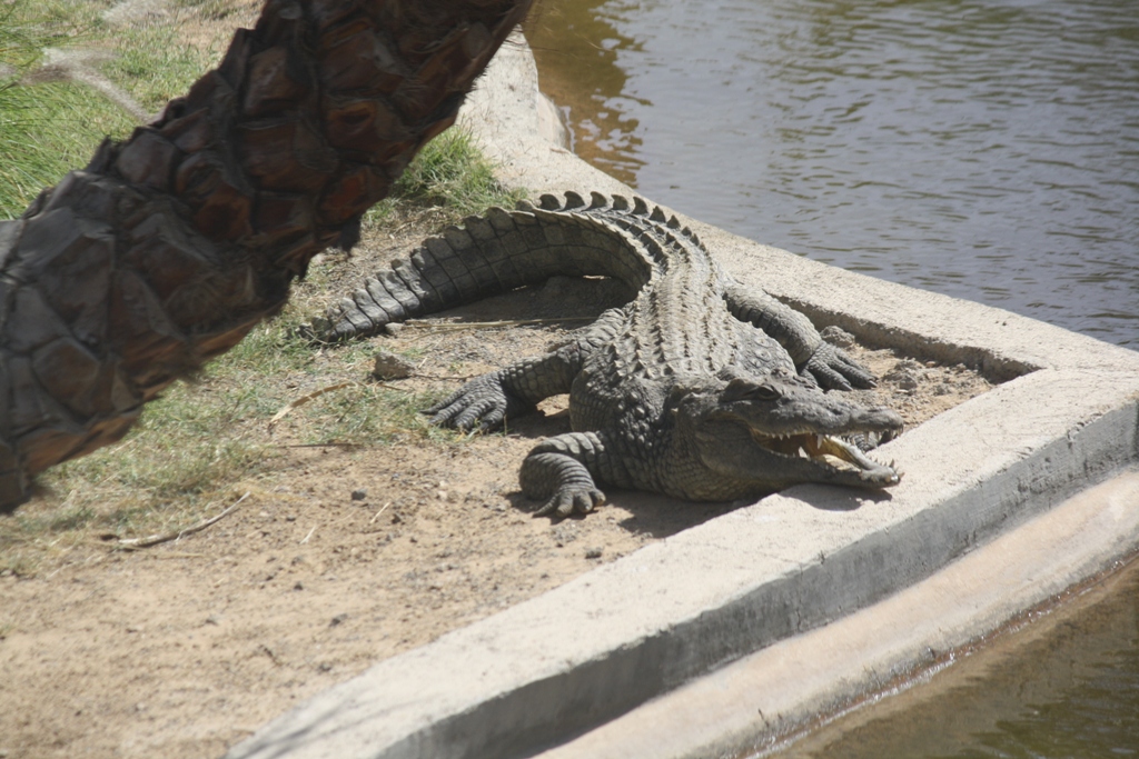 Nile Crocodile, Al Ain Zoo, Abu Dhabi, United Arab Emirates