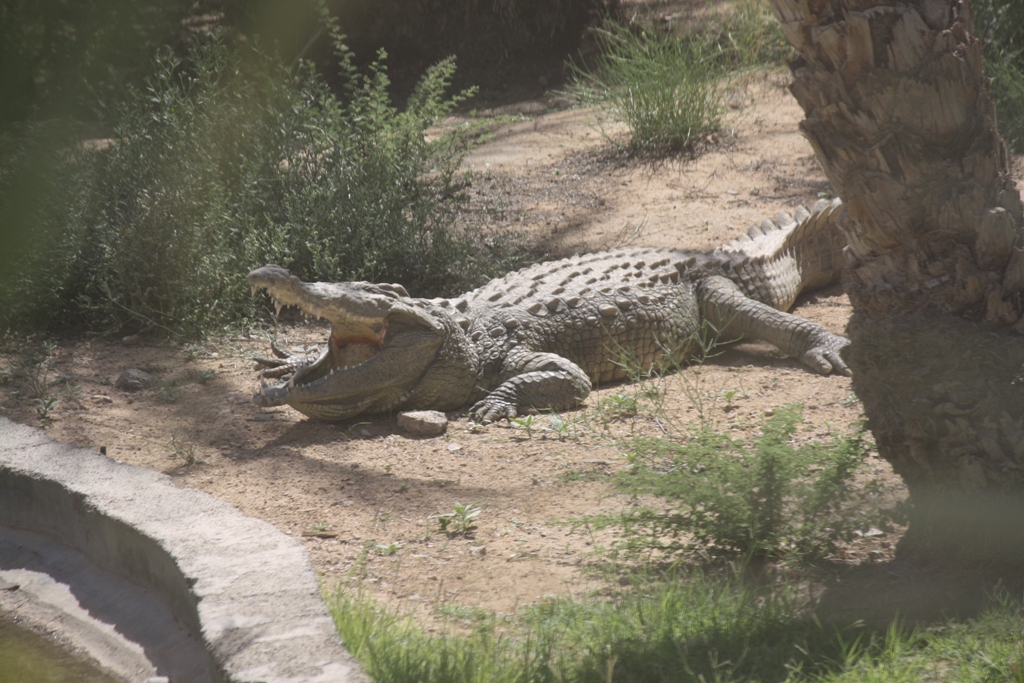Nile Crocodile, Al Ain Zoo, Abu Dhabi, United Arab Emirates