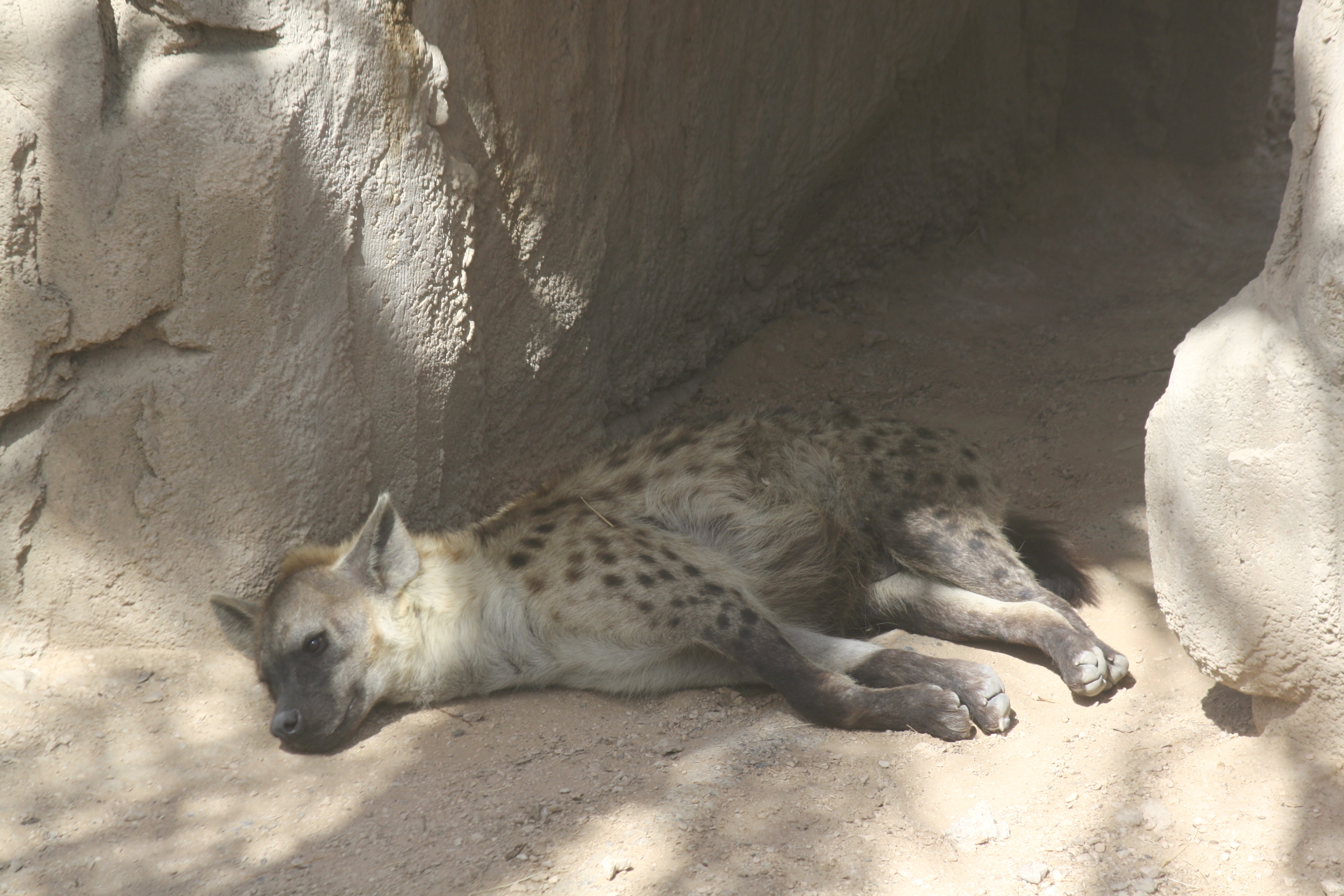 Spotted Hyena, Al Ain Zoo, Abu Dhabi, United Arab Emirates