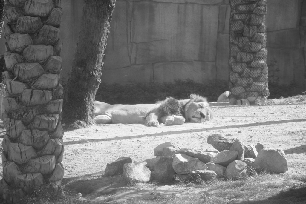 Al Ain Zoo, Abu Dhabi, United Arab Emirates