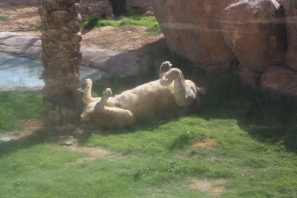 Al Ain Zoo, Abu Dhabi, United Arab Emirates