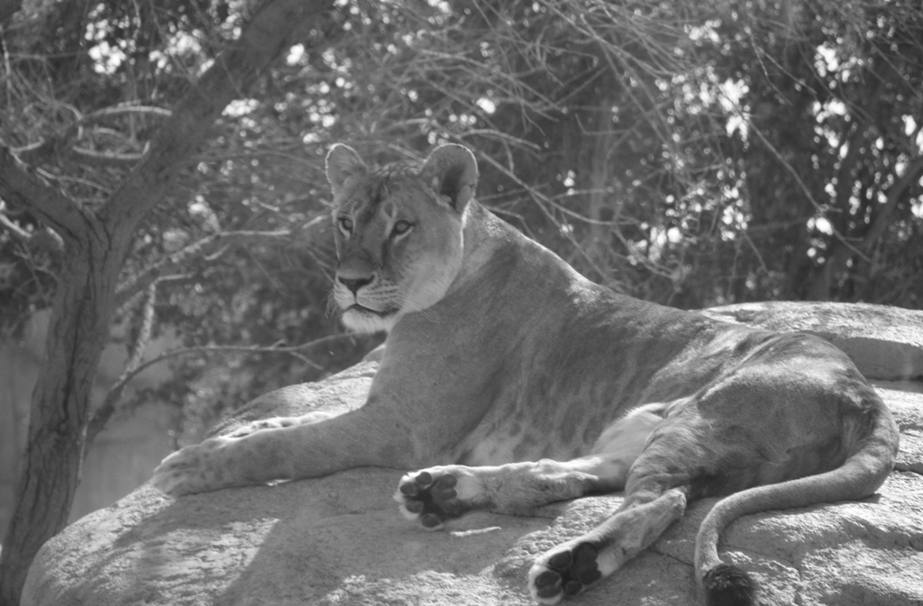 Al Ain Zoo, Abu Dhabi, United Arab Emirates