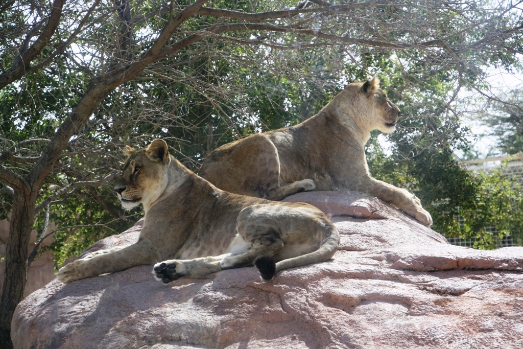 Al Ain Zoo, Abu Dhabi, United Arab Emirates