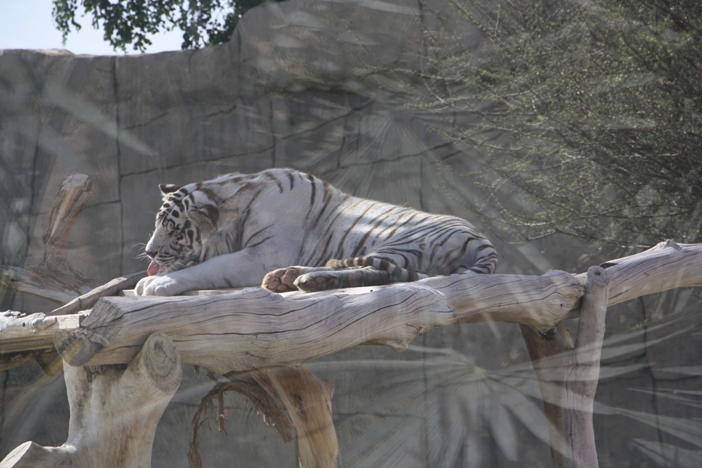 Al Ain Zoo, Abu Dhabi, United Arab Emirates