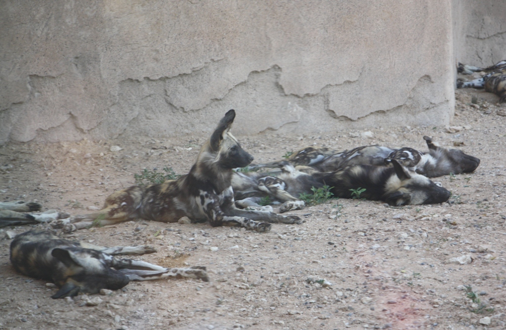 African Wild Dog, Al Ain Zoo, Abu Dhabi, United Arab Emirates