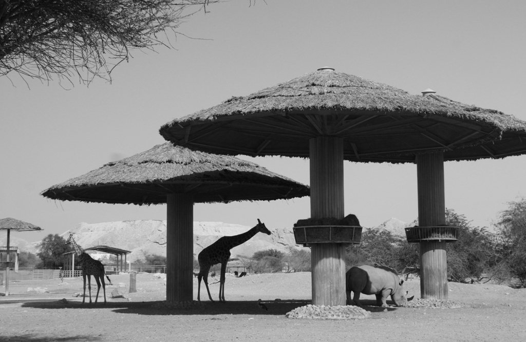 Al Ain Zoo, Abu Dhabi, United Arab Emirates