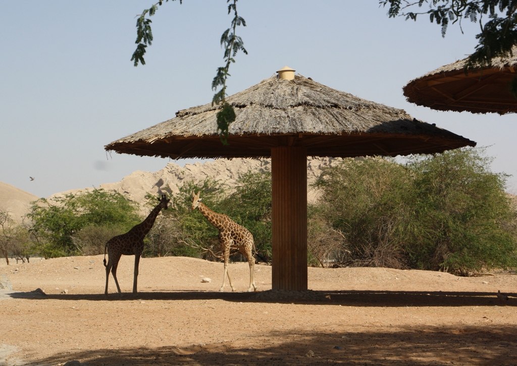 Giraffa camelopardalis, Al Ain Zoo, Abu Dhabi, United Arab Emirates