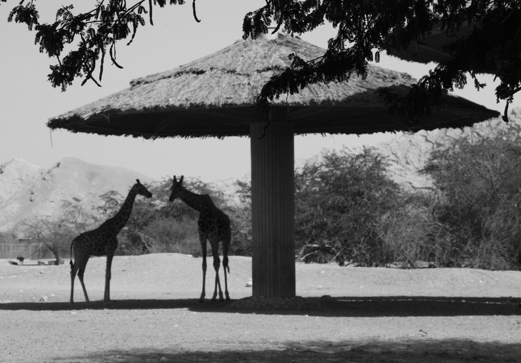 Al Ain Zoo, Abu Dhabi, United Arab Emirates