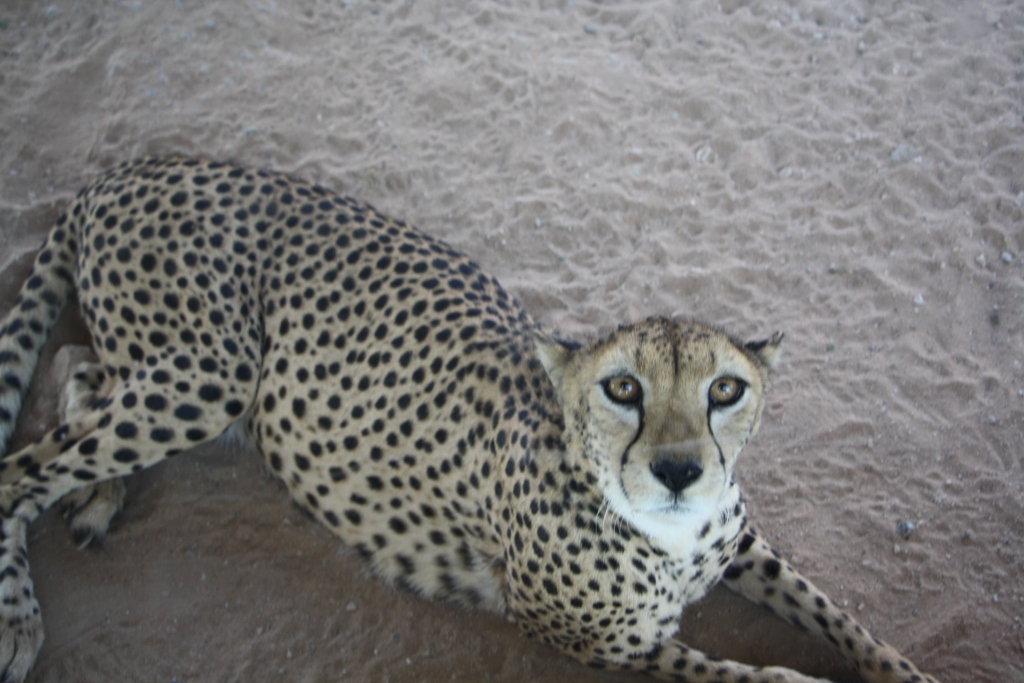 Cheetah, Al Ain Zoo, Abu Dhabi, United Arab Emirates
