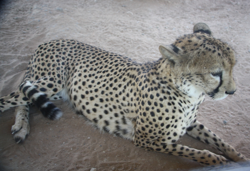 Cheetah, Al Ain Zoo, Abu Dhabi, United Arab Emirates