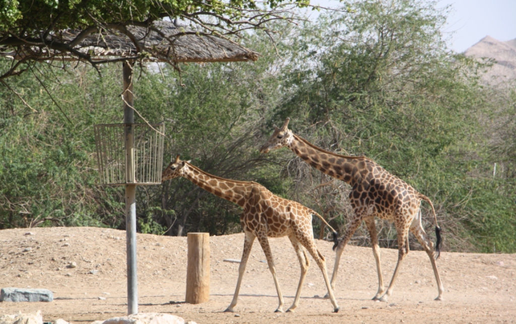 Giraffa camelopardalis, Al Ain Zoo, Abu Dhabi, United Arab Emirates