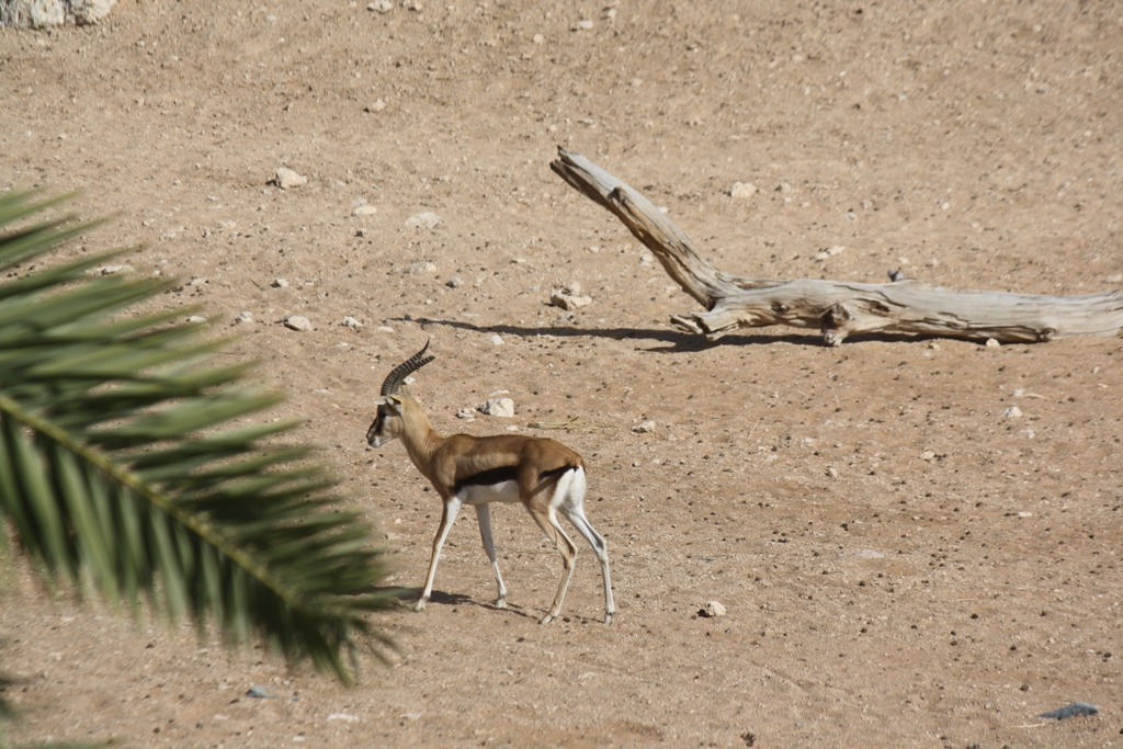 Al Ain Zoo, Abu Dhabi, United Arab Emirates