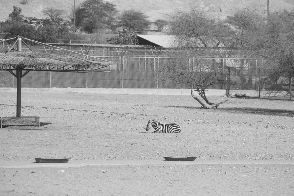 Al Ain Zoo, Abu Dhabi, United Arab Emirates