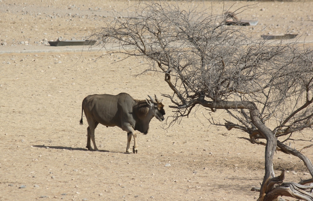 White-bearded Wildbeest, Al Ain Zoo, Abu Dhabi, United Arab Emirates