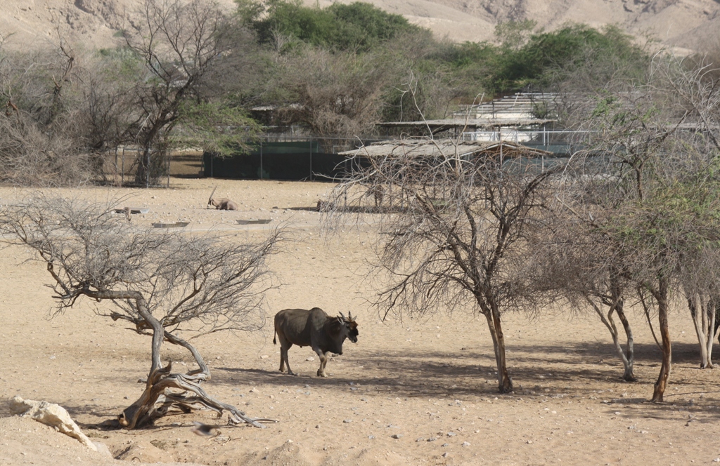 Al Ain Zoo, Abu Dhabi, United Arab Emirates