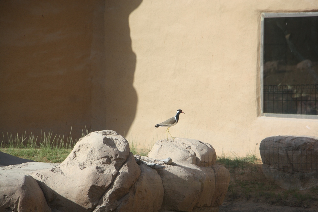 Al Ain Zoo, Abu Dhabi, United Arab Emirates