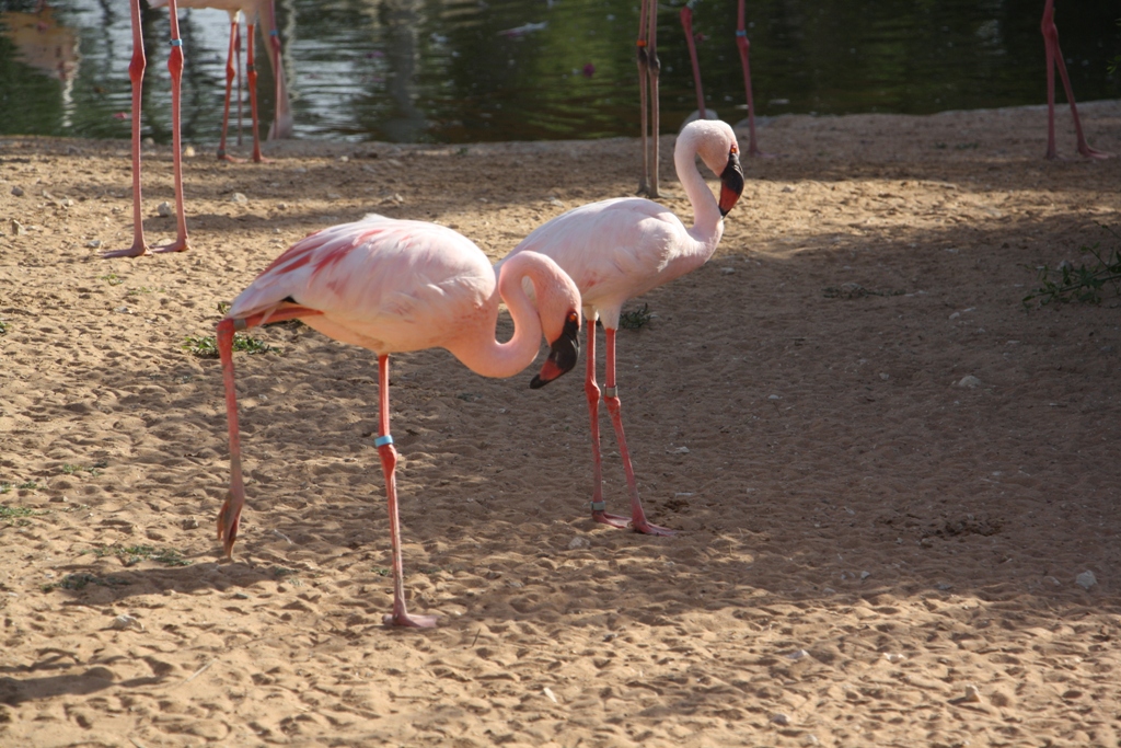 Al Ain Zoo, Abu Dhabi, United Arab Emirates