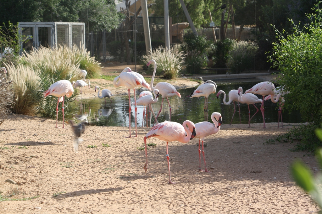 Al Ain Zoo, Abu Dhabi, United Arab Emirates