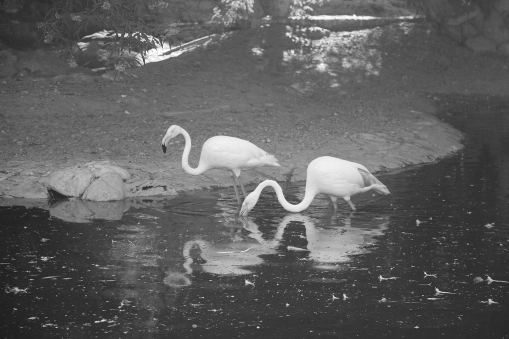 Al Ain Zoo, Abu Dhabi, United Arab Emirates