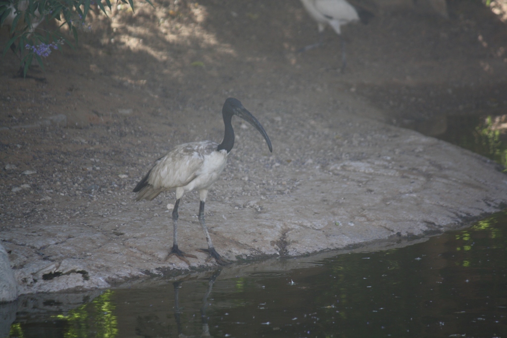 Al Ain Zoo, Abu Dhabi, United Arab Emirates