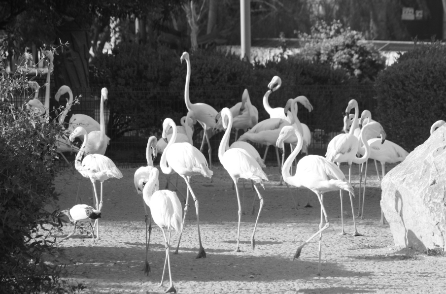 Al Ain Zoo, Abu Dhabi, United Arab Emirates