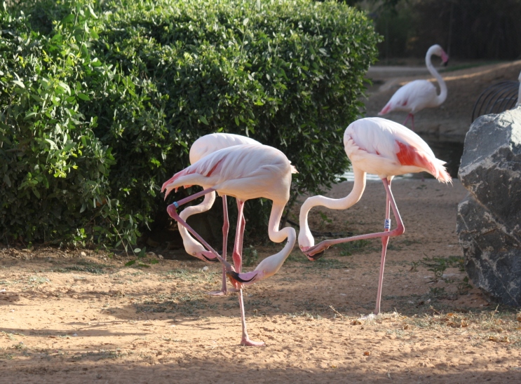 Al Ain Zoo, Abu Dhabi, United Arab Emirates