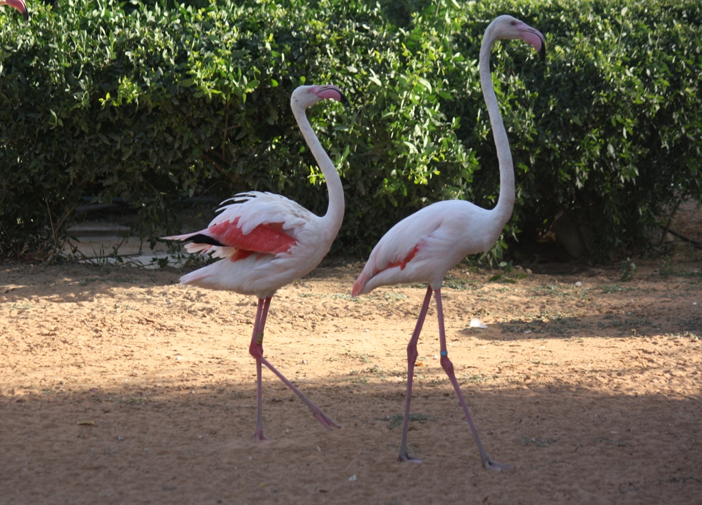 Al Ain Zoo, Abu Dhabi, United Arab Emirates