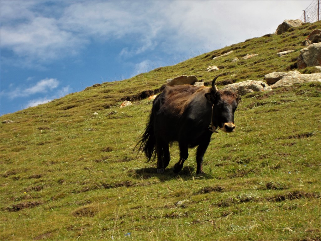 Sangke Grassland, Gannan Tibetan Autonomous Prefecture, Gansu Province, China