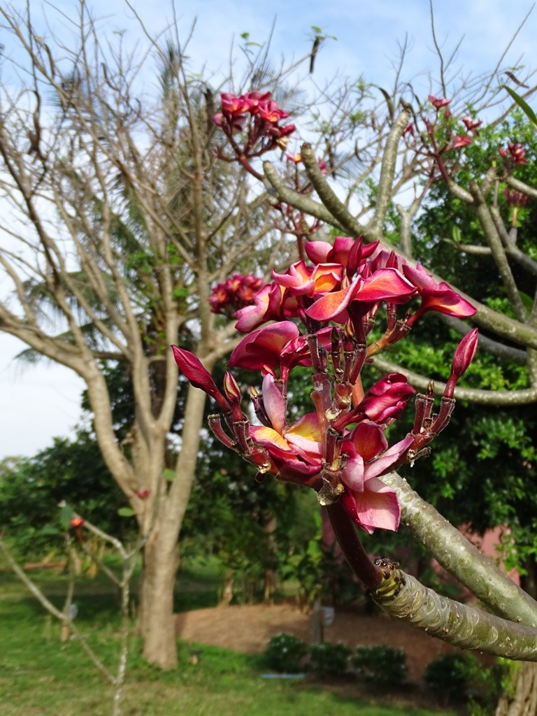 The Vine Retreat, Phnom Vor, Kep Province, Cambodia