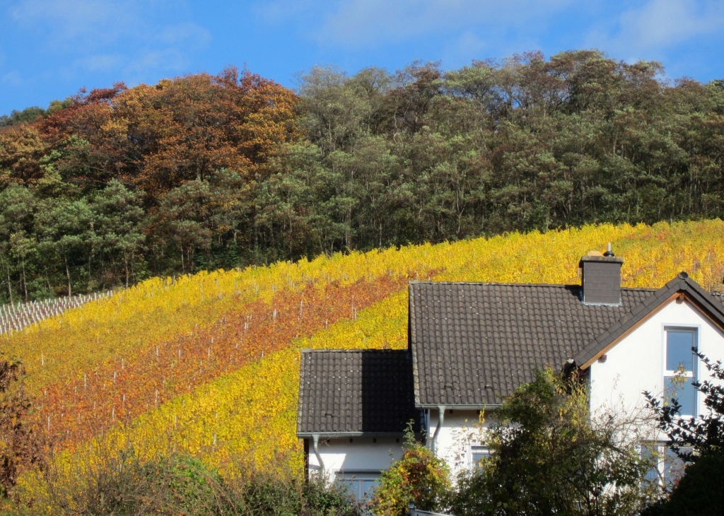 Oberdollendorf, North Rhine-Westphalia, Germany. 