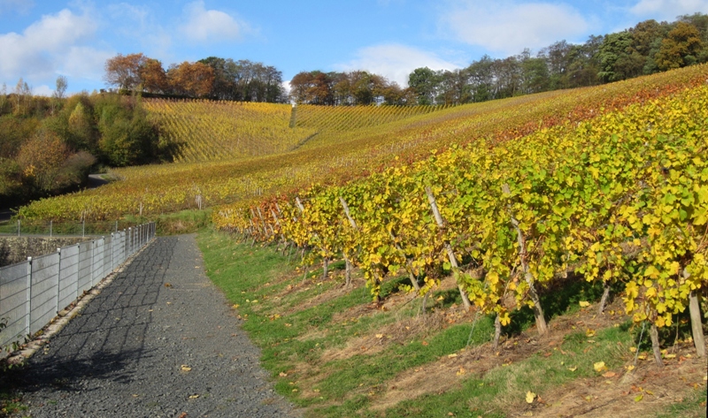 Oberdollendorf, North Rhine-Westphalia, Germany. 