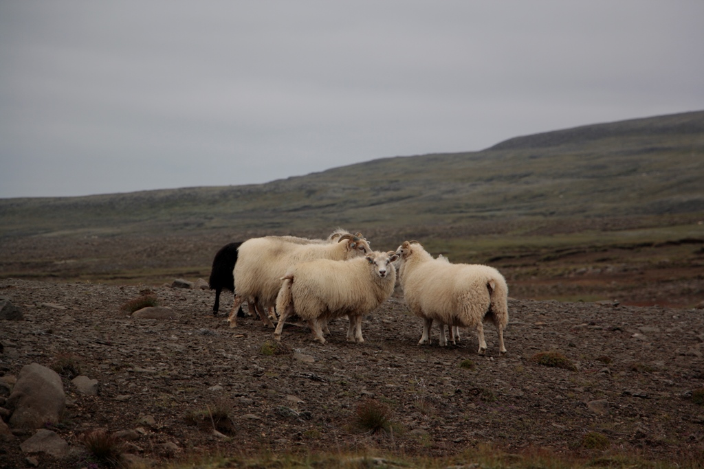 Icelandic Sheep