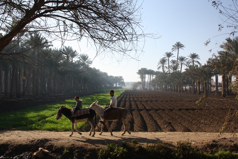 Farmland, Dahshur, Egypt
