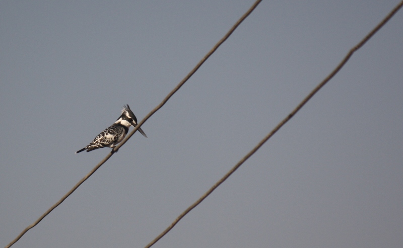 Kingfisher, Dahshur, Egypt