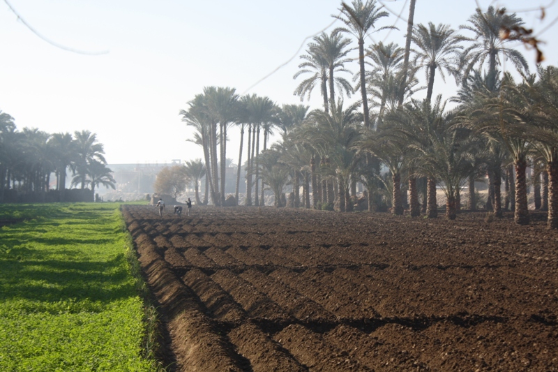 Farmland, Dahshur, Egypt