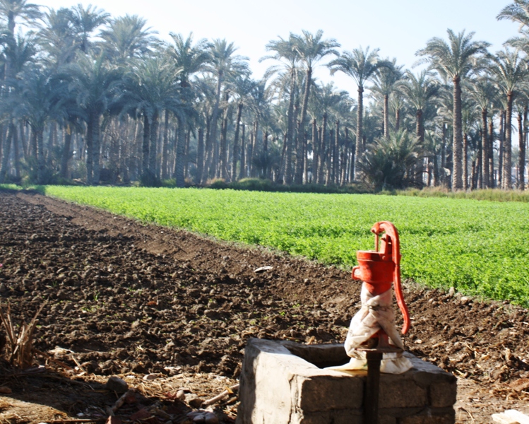 Farmland, Dahshur, Egypt