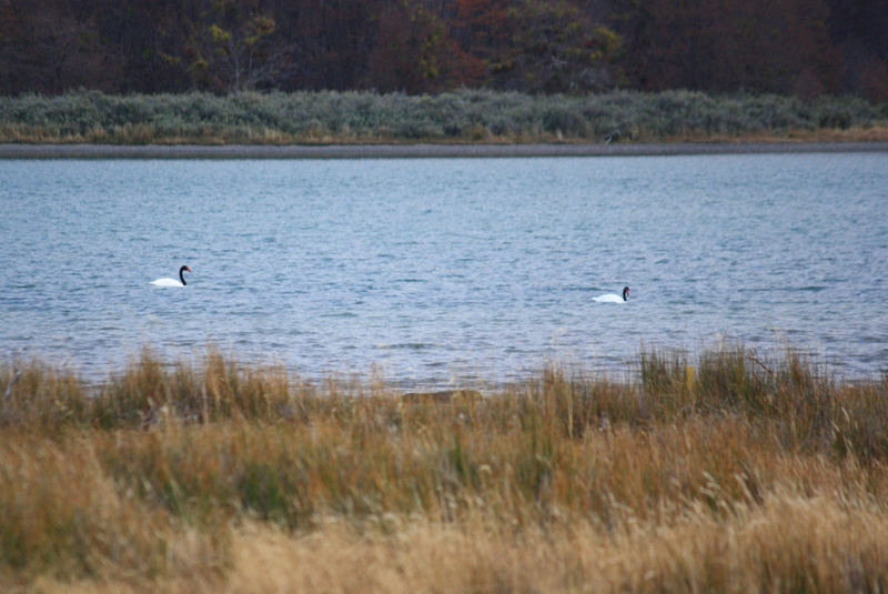 Beagle Channel, Tierra del Fuego