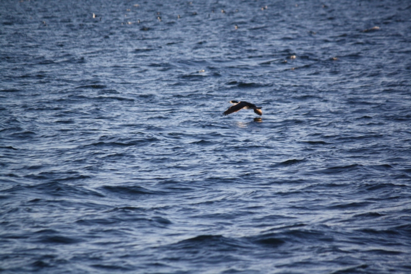 Beagle Channel, Tierra del Fuego