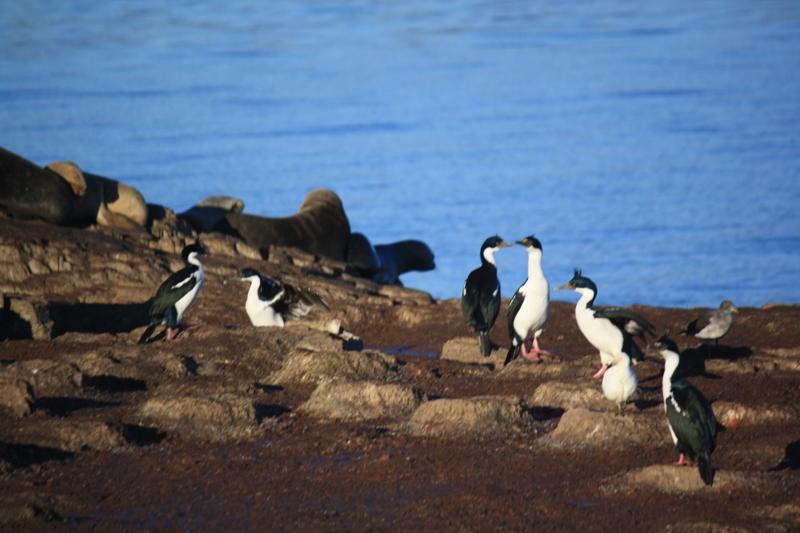 Beagle Channel, Tierra del Fuego